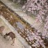 宮島の桜 宮島の桜