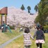 伯方島の桜