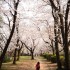桜。2012